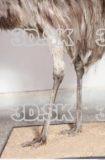 Emus leg photo reference 0003